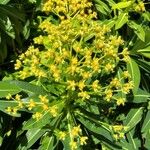 Euphorbia stygiana Flor