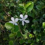 Carissa bispinosa Λουλούδι