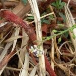 Lepidium graminifolium Bloem