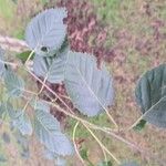 Betula utilis Folha