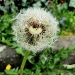 Taraxacum dissectum Плод