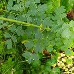 Thalictrum flavum Leaf