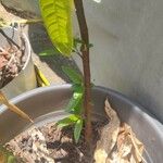 Annona reticulata Hoja