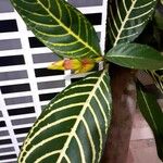 Sanchezia nobilis Folha