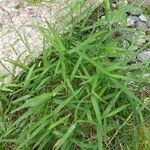 Leersia virginica Blatt