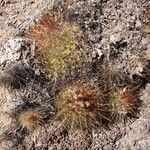 Parodia aureicentra Hábito