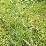 Sonchus asperLeaf