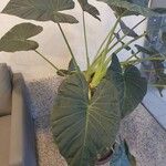 Colocasia esculentaᱥᱟᱠᱟᱢ