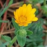 Calendula arvensis Квітка