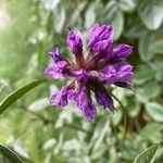 Bituminaria bituminosa Λουλούδι