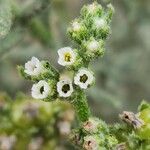 Heliotropium bacciferum Flower