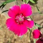 Clarkia amoena花