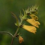 Melampyrum pratense Blomst