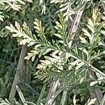 Artemisia alba Folla