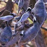 Baptisia bracteata Fruit