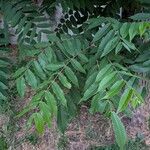 Juglans nigra Likasa