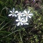 Ornithogalum umbellatumBlomst