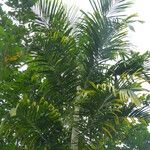 Ptychosperma macarthurii Hoja