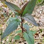 Scrophularia nodosa Hoja