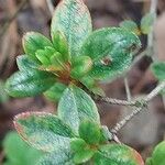 Rhododendron hirsutum পাতা