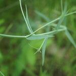 Linaria genistifolia Yaprak