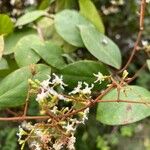 Ichnocarpus frutescens Blüte