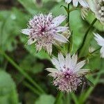 Astrantia majorЦвят