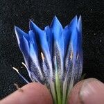 Gentiana obconica Other