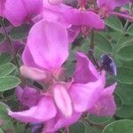 Indigofera heterantha Flower