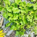 Doronicum carpaticum ഇല