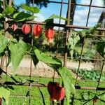 Abutilon megapotamicum Květ