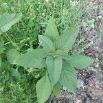 Amaranthus spinosus Blatt