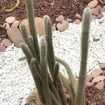 Cleistocactus hyalacanthus Liść