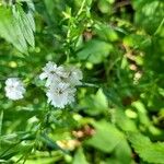 Achillea ptarmicaBlüte