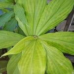 Costus spiralis Blatt