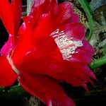 Disocactus ackermannii Fleur