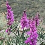 Vicia tenuifoliaFlower