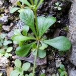 Mollugo verticillata Leaf