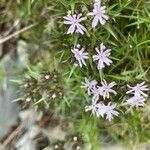 Drypis spinosa Fula