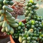 Sedum hernandezii Vivejo