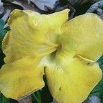 Dolichandra unguis-cati Blomma