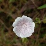 Malva hispanica 花