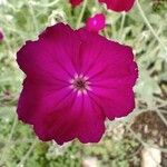 Lychnis coronariaFlower