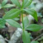 Rubia peregrina Leaf