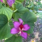 Bauhinia purpurea 花