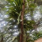 Dracaena fragrans Folha