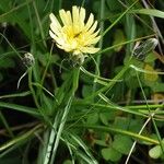 Scorzonera aristata 花