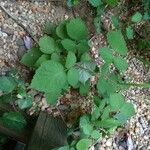 Rubus phoenicolasius Folha