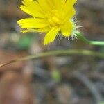Crepis micrantha Květ
