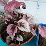 Begonia rex Leaf